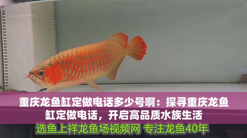 重慶龍魚缸定做電話多少號啊：探尋重慶龍魚缸定做電話，開啟高品質水族生活