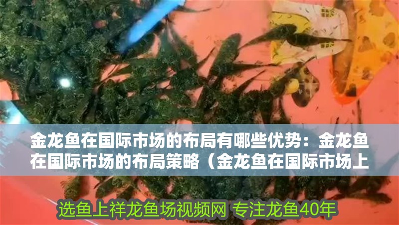金龍魚在國際市場的布局有哪些優(yōu)勢：金龍魚在國際市場的布局策略（金龍魚在國際市場上的優(yōu)勢）