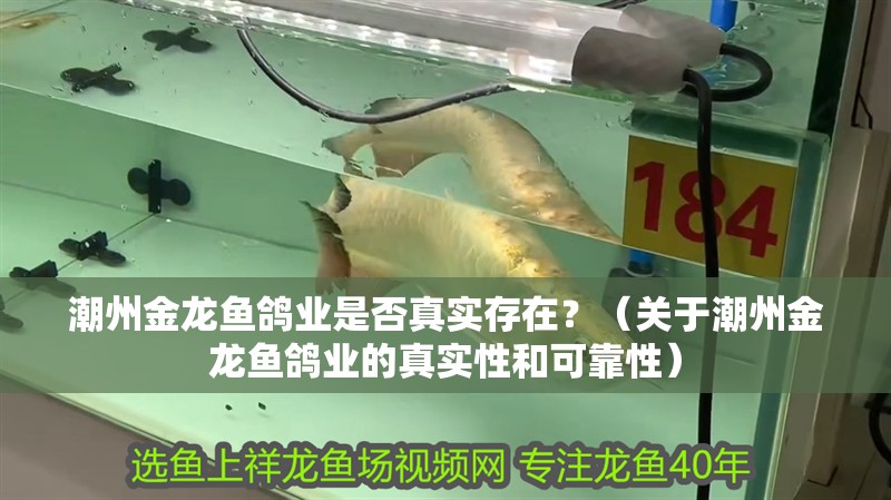 潮州金龍魚鴿業是否真實存在？（關于潮州金龍魚鴿業的真實性和可靠性）