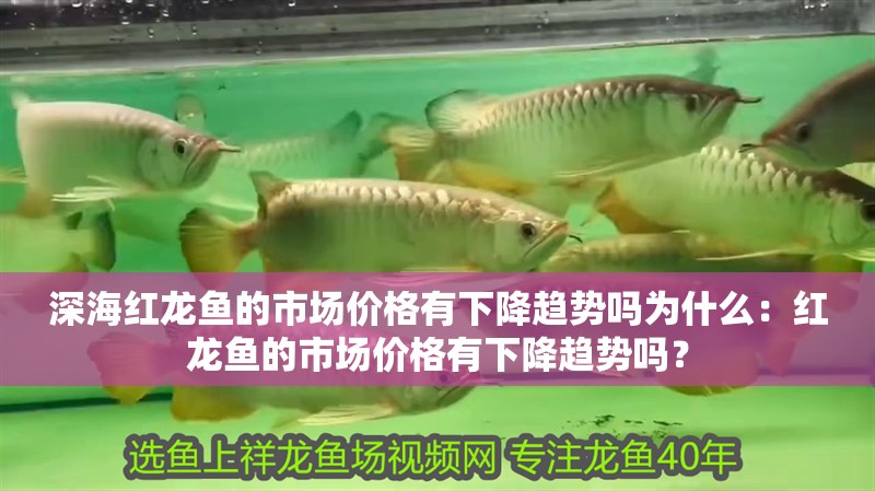 深海紅龍魚的市場價格有下降趨勢嗎為什么：紅龍魚的市場價格有下降趨勢嗎？