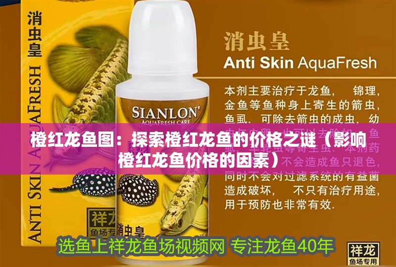 橙紅龍魚圖：探索橙紅龍魚的價(jià)格之謎（影響橙紅龍魚價(jià)格的因素）