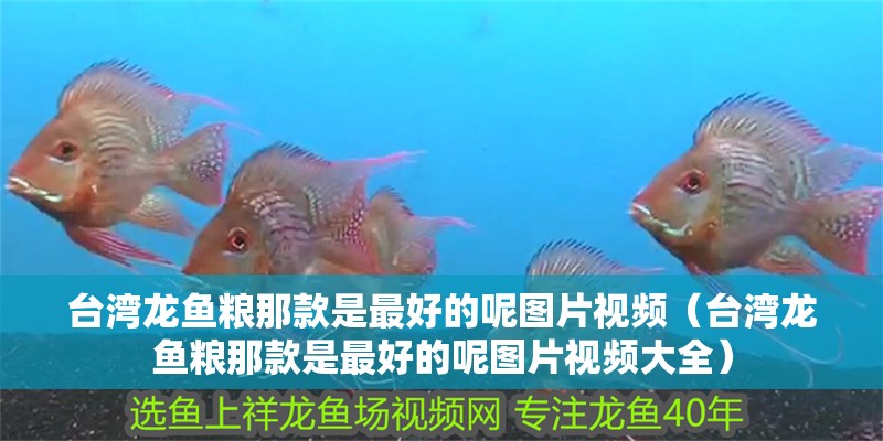 臺灣龍魚糧那款是最好的呢圖片視頻（臺灣龍魚糧那款是最好的呢圖片視頻大全）