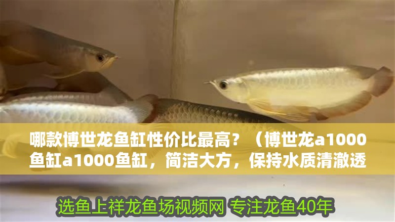 哪款博世龍魚缸性價(jià)比最高？（博世龍a1000魚缸a1000魚缸，簡(jiǎn)潔大方，保持水質(zhì)清澈透明）