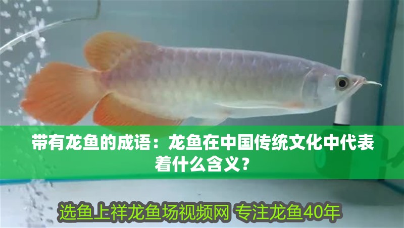 帶有龍魚(yú)的成語(yǔ)：龍魚(yú)在中國(guó)傳統(tǒng)文化中代表著什么含義？