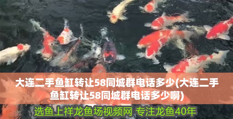 大連二手魚缸轉讓58同城群電話多少(大連二手魚缸轉讓58同城群電話多少啊)