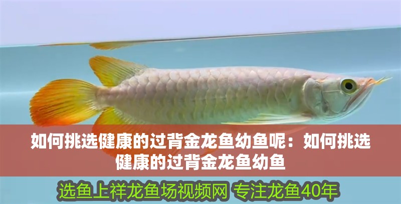 如何挑選健康的過背金龍魚幼魚呢：如何挑選健康的過背金龍魚幼魚