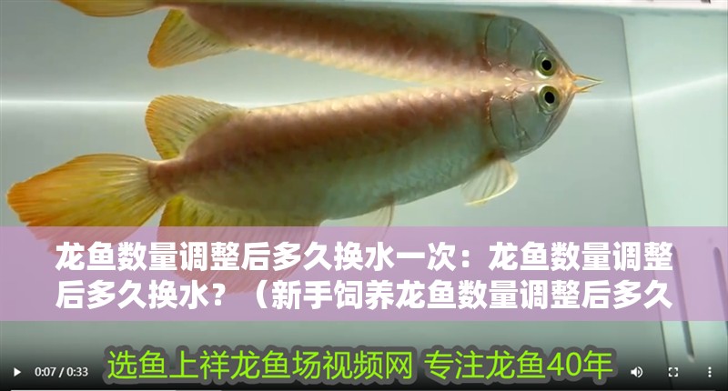 龍魚數量調整后多久換水一次：龍魚數量調整后多久換水？（新手飼養龍魚數量調整后多久換水一次換一次水，新手飼養龍魚健康）