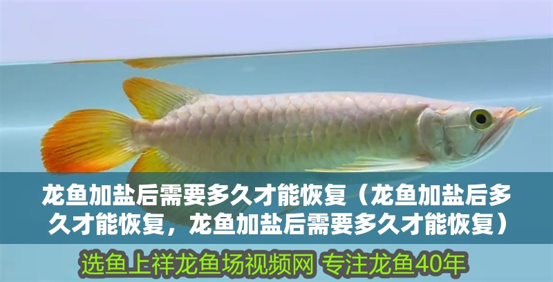 龍魚加鹽后需要多久才能恢復（龍魚加鹽后多久才能恢復，龍魚加鹽后需要多久才能恢復）