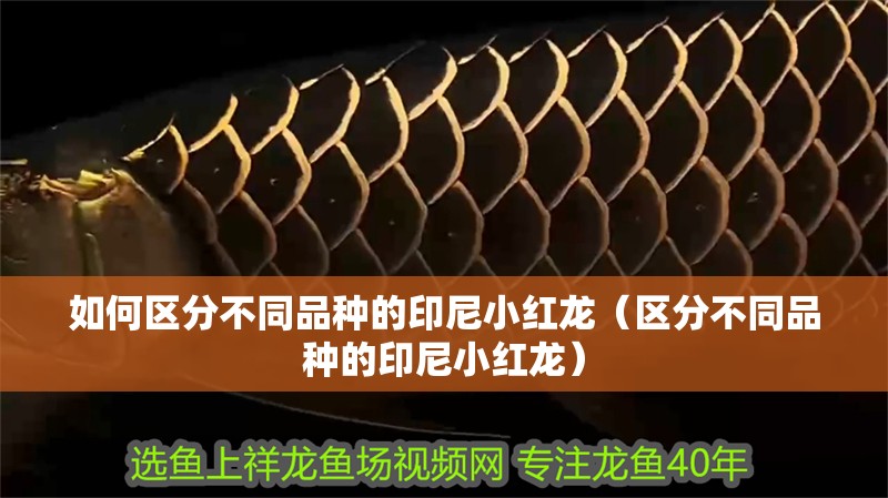 如何區分不同品種的印尼小紅龍（區分不同品種的印尼小紅龍）