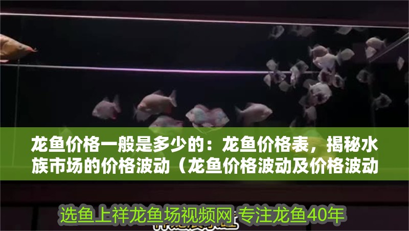龍魚價格一般是多少的：龍魚價格表，揭秘水族市場的價格波動（龍魚價格波動及價格波動及其背后的因素影響龍魚價格）
