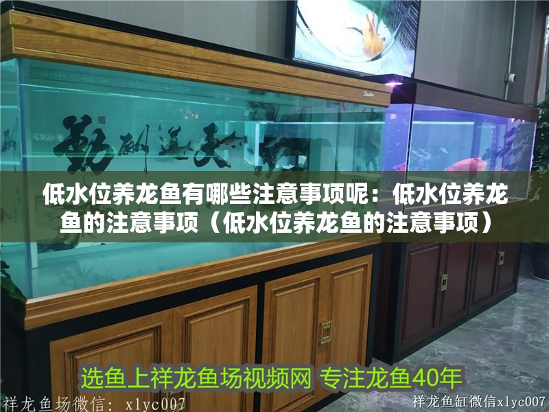 低水位養(yǎng)龍魚有哪些注意事項(xiàng)呢：低水位養(yǎng)龍魚的注意事項(xiàng)（低水位養(yǎng)龍魚的注意事項(xiàng)）