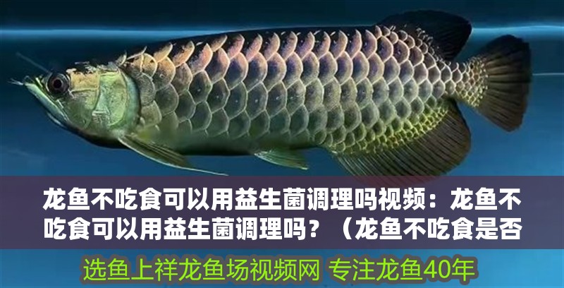 龍魚不吃食可以用益生菌調理嗎視頻：龍魚不吃食可以用益生菌調理嗎？（龍魚不吃食是否可以用益生菌來調理）