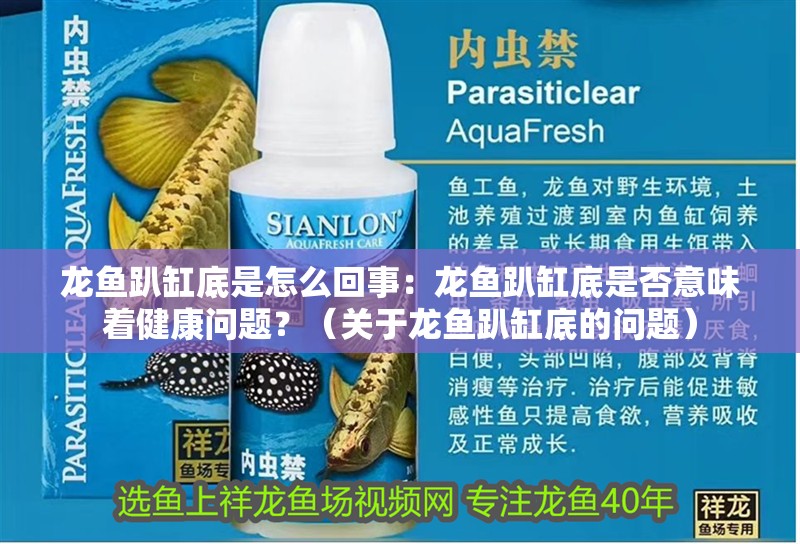 龍魚趴缸底是怎么回事：龍魚趴缸底是否意味著健康問題？（關于龍魚趴缸底的問題）