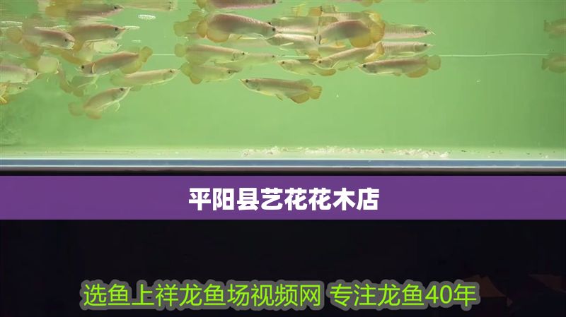 平陽縣藝花花木店