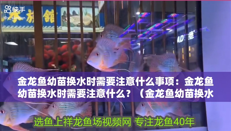 金龍魚幼苗換水時需要注意什么事項：金龍魚幼苗換水時需要注意什么？（金龍魚幼苗換水時需要注意哪些細節(jié)？）