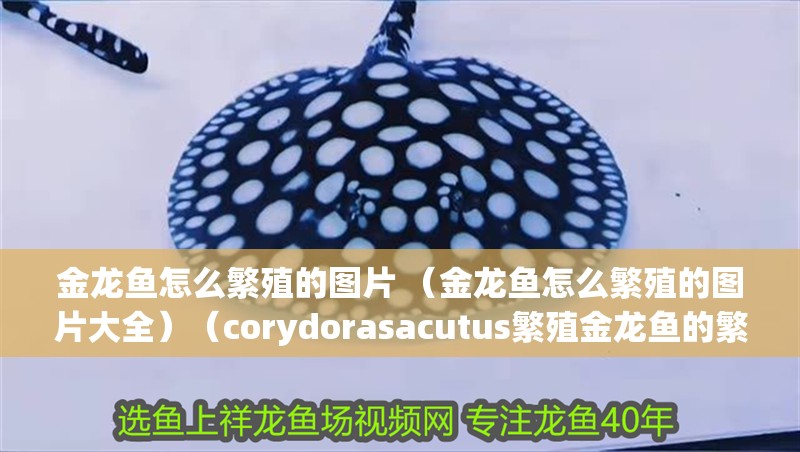 金龍魚怎么繁殖的圖片 （金龍魚怎么繁殖的圖片大全）（corydorasacutus繁殖金龍魚的繁殖方法） 金龍魚怎么繁殖的圖片 （金龍魚怎么繁殖的圖片大全）（corydorasacutus繁殖金龍魚的繁殖方法） 觀賞魚百科