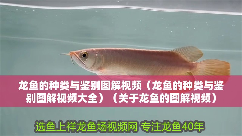 龍魚的種類與鑒別圖解視頻（龍魚的種類與鑒別圖解視頻大全）（關于龍魚的圖解視頻） 龍魚的種類與鑒別圖解視頻（龍魚的種類與鑒別圖解視頻大全）（關于龍魚的圖解視頻） 觀賞魚百科