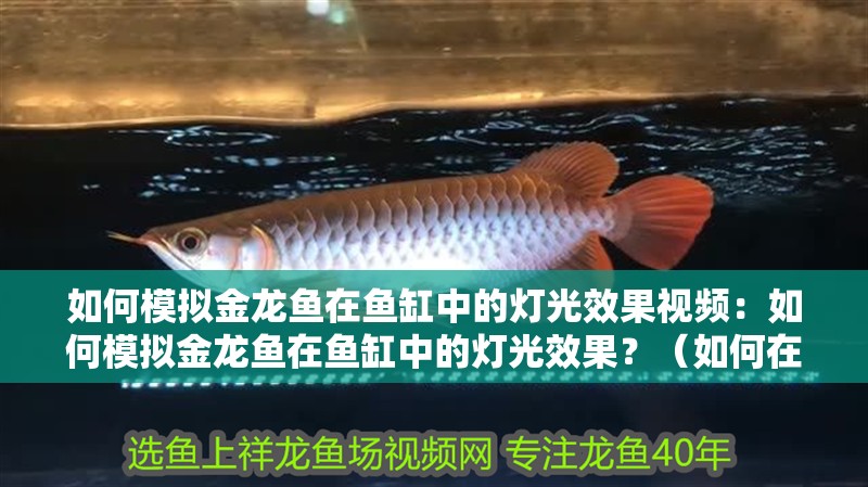 如何模擬金龍魚在魚缸中的燈光效果視頻：如何模擬金龍魚在魚缸中的燈光效果？（如何在家中模擬金龍魚的自然光照）