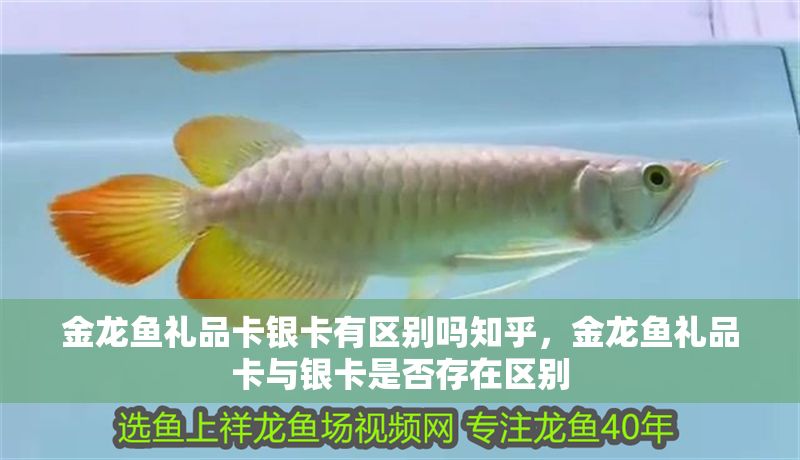 金龍魚禮品卡銀卡有區別嗎知乎，金龍魚禮品卡與銀卡是否存在區別