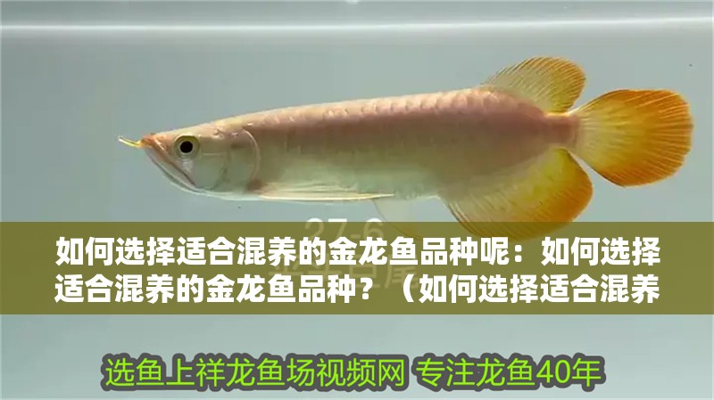 如何選擇適合混養(yǎng)的金龍魚(yú)品種呢：如何選擇適合混養(yǎng)的金龍魚(yú)品種？（如何選擇適合混養(yǎng)的金龍魚(yú)）