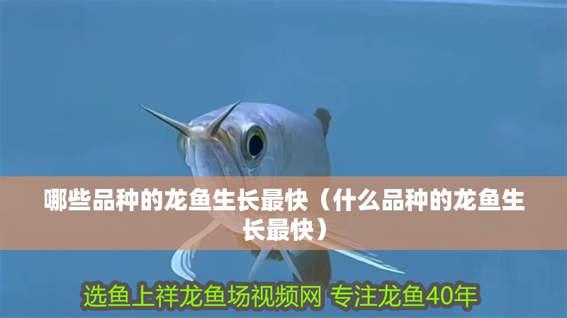 哪些品種的龍魚生長最快（什么品種的龍魚生長最快）