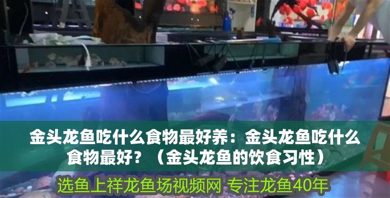 金頭龍魚吃什么食物最好養(yǎng)：金頭龍魚吃什么食物最好？（金頭龍魚的飲食習(xí)性）