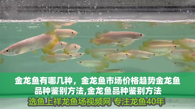 金龍魚有哪幾種，金龍魚市場價格趨勢金龍魚品種鑒別方法,金龍魚品種鑒別方法 金龍魚有哪幾種，金龍魚市場價格趨勢金龍魚品種鑒別方法,金龍魚品種鑒別方法 龍魚百科 第6張