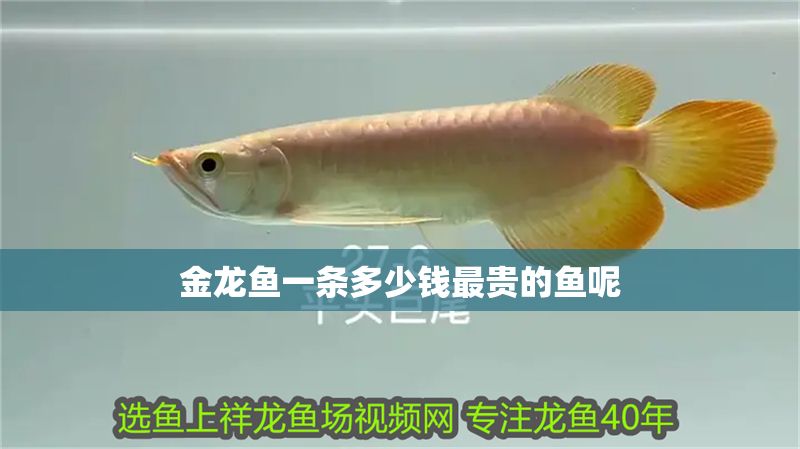 金龍魚一條多少錢最貴的魚呢