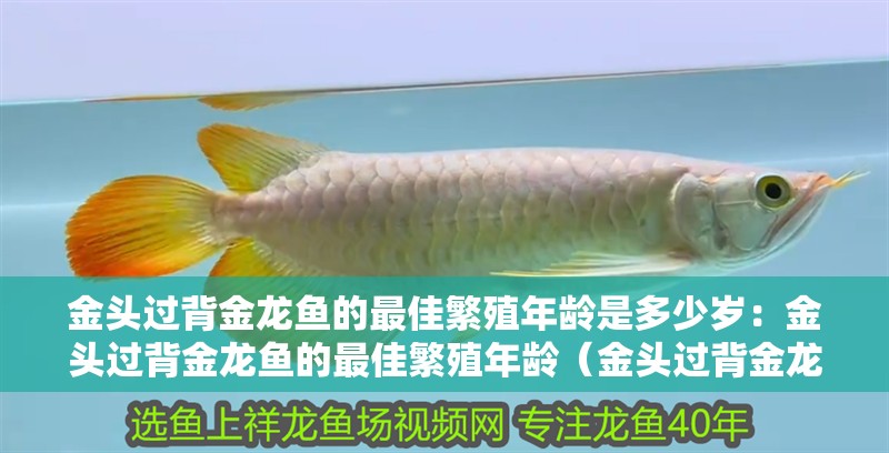 金頭過背金龍魚的最佳繁殖年齡是多少歲：金頭過背金龍魚的最佳繁殖年齡（金頭過背金龍魚的最佳繁殖年齡）