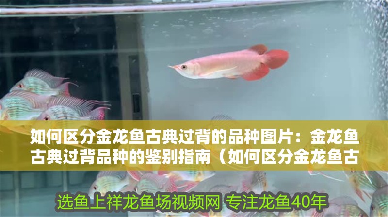 如何區(qū)分金龍魚古典過背的品種圖片：金龍魚古典過背品種的鑒別指南（如何區(qū)分金龍魚古典過背）
