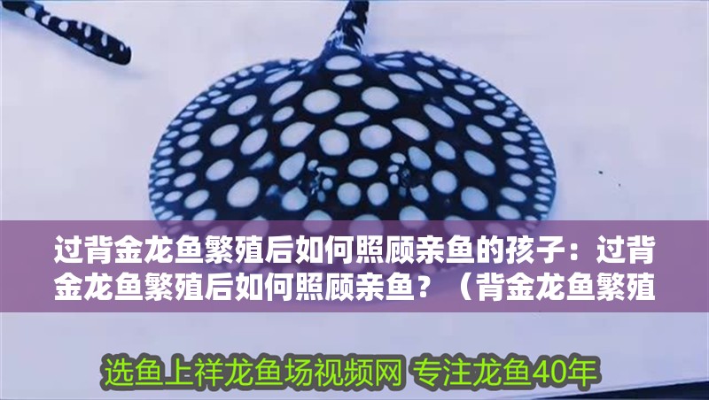 過背金龍魚繁殖后如何照顧親魚的孩子：過背金龍魚繁殖后如何照顧親魚？（背金龍魚繁殖后如何照顧親魚，我們需要了解背金龍魚的繁殖） 過背金龍魚繁殖后如何照顧親魚的孩子：過背金龍魚繁殖后如何照顧親魚？（背金龍魚繁殖后如何照顧親魚，我們需要了解背金龍魚的繁殖） 水族問答