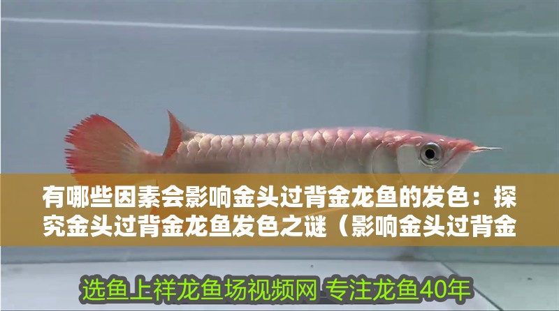 有哪些因素會影響金頭過背金龍魚的發色：探究金頭過背金龍魚發色之謎（影響金頭過背金龍魚發色的關鍵因素）