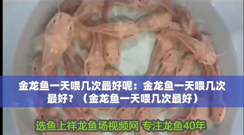 金龍魚一天喂幾次最好呢：金龍魚一天喂幾次最好？（金龍魚一天喂幾次最好）