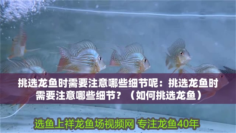 挑選龍魚時需要注意哪些細節呢：挑選龍魚時需要注意哪些細節？（如何挑選龍魚）