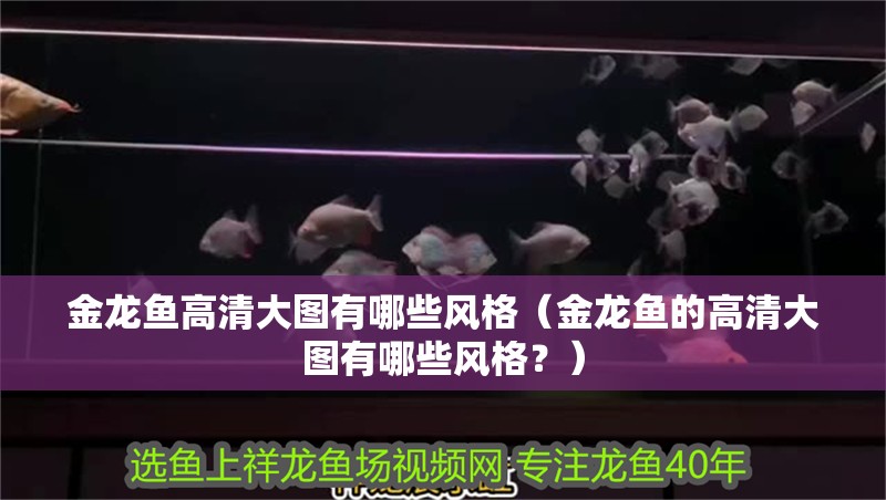 金龍魚高清大圖有哪些風格（金龍魚的高清大圖有哪些風格？）