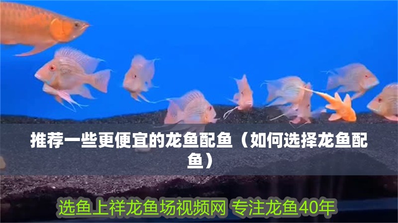 推薦一些更便宜的龍魚配魚（如何選擇龍魚配魚） 推薦一些更便宜的龍魚配魚（如何選擇龍魚配魚） 龍魚百科