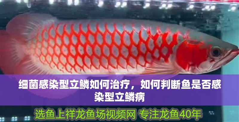 印尼虎魚多少溫度飼養最好:印尼虎魚多少溫度飼養最好印尼虎魚多少溫度飼養最好 細菌感染型立鱗如何治療,如何判斷魚是否感染型立鱗病 龍魚百科 細菌感染型立鱗如何治療,如何判斷魚是否感染型立鱗病 細菌感染型立鱗如何治療,如何判斷魚是否感染型立鱗病 龍魚百科