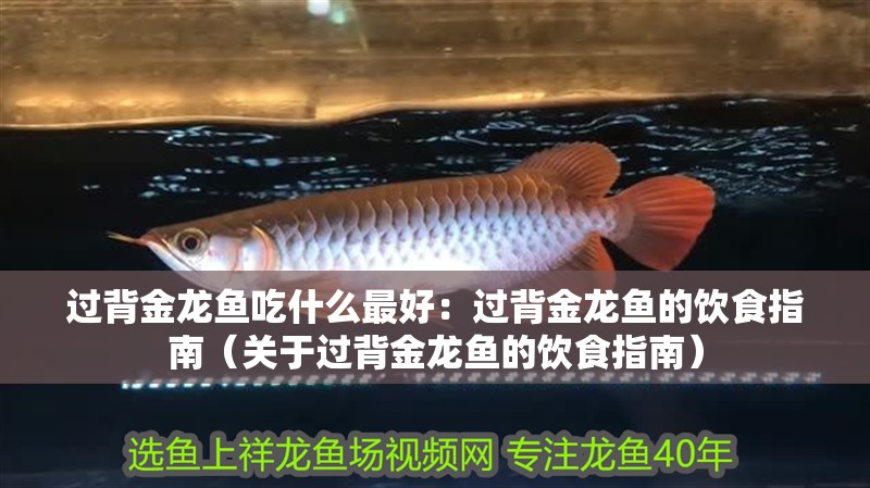 過背金龍魚吃什么最好：過背金龍魚的飲食指南（關于過背金龍魚的飲食指南）