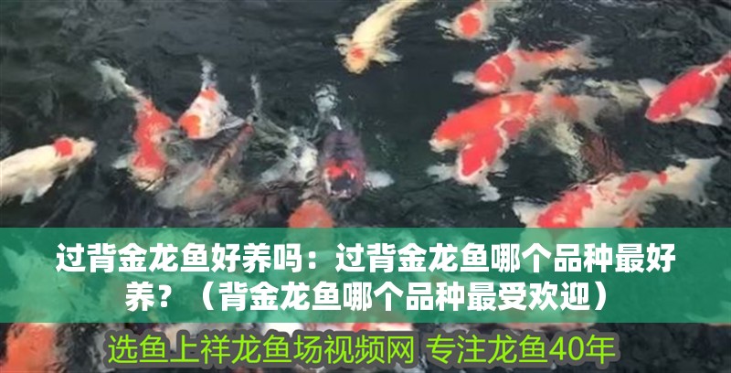 過背金龍魚好養嗎：過背金龍魚哪個品種最好養？（背金龍魚哪個品種最受歡迎）