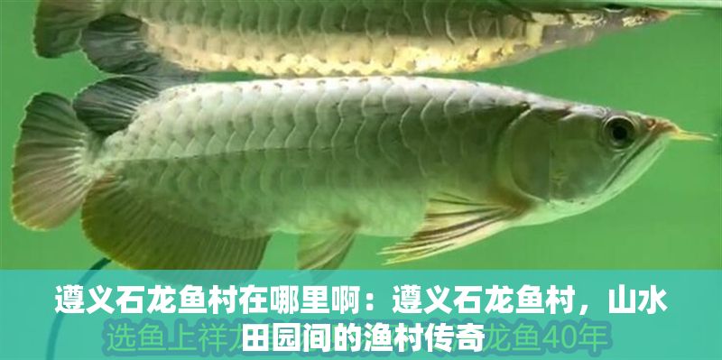 遵義石龍魚村在哪里啊：遵義石龍魚村，山水田園間的漁村傳奇