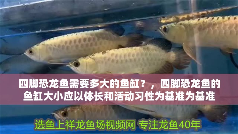 四腳恐龍魚需要多大的魚缸？，四腳恐龍魚的魚缸大小應以體長和活動習性為基準為基準