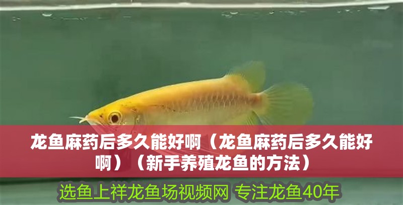 龍魚麻藥后多久能好啊（龍魚麻藥后多久能好啊）（新手養(yǎng)殖龍魚的方法） 龍魚麻藥后多久能好啊（龍魚麻藥后多久能好啊）（新手養(yǎng)殖龍魚的方法） 觀賞魚百科