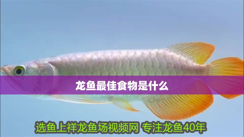 龍魚最佳食物是什么