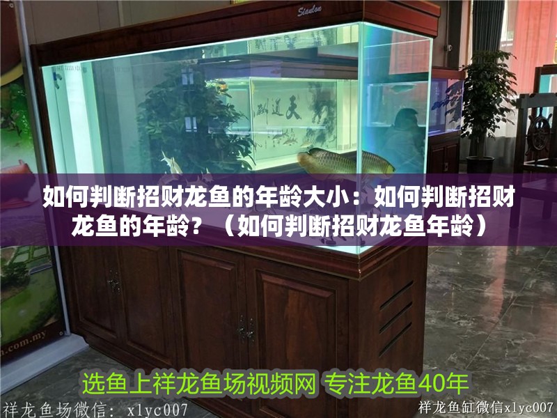 如何判斷招財(cái)龍魚(yú)的年齡大小：如何判斷招財(cái)龍魚(yú)的年齡？（如何判斷招財(cái)龍魚(yú)年齡）