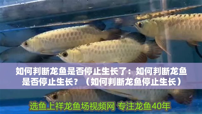 如何判斷龍魚是否停止生長了：如何判斷龍魚是否停止生長？（如何判斷龍魚停止生長） 如何判斷龍魚是否停止生長了：如何判斷龍魚是否停止生長？（如何判斷龍魚停止生長） 水族問答