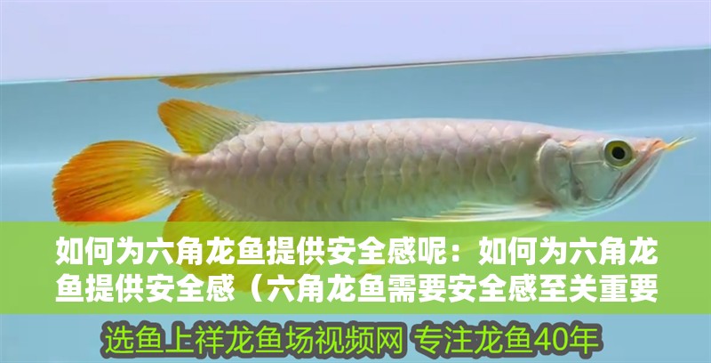 如何為六角龍魚提供安全感呢：如何為六角龍魚提供安全感（六角龍魚需要安全感至關(guān)重要） 如何為六角龍魚提供安全感呢：如何為六角龍魚提供安全感（六角龍魚需要安全感至關(guān)重要） 水族問答