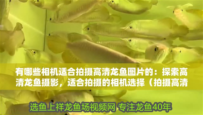 有哪些相機適合拍攝高清龍魚圖片的：探索高清龍魚攝影，適合拍攝的相機選擇（拍攝高清龍魚圖片的技巧）