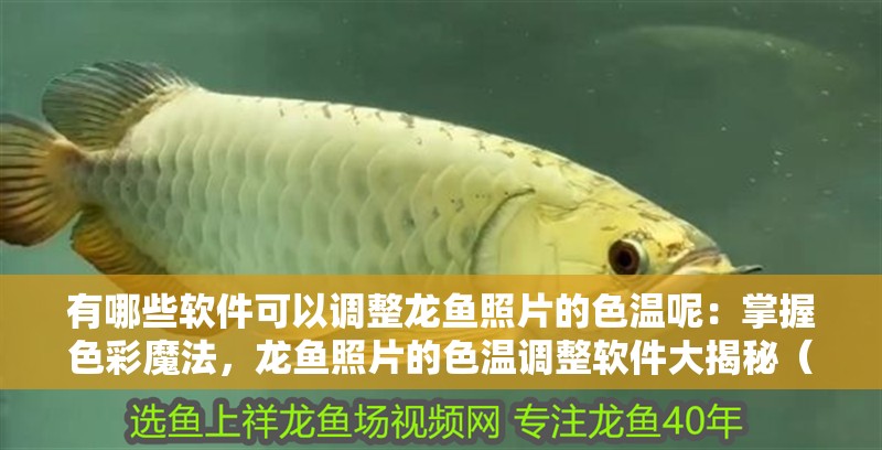 有哪些軟件可以調整龍魚照片的色溫呢：掌握色彩魔法，龍魚照片的色溫調整軟件大揭秘（如何調整照片的色溫）