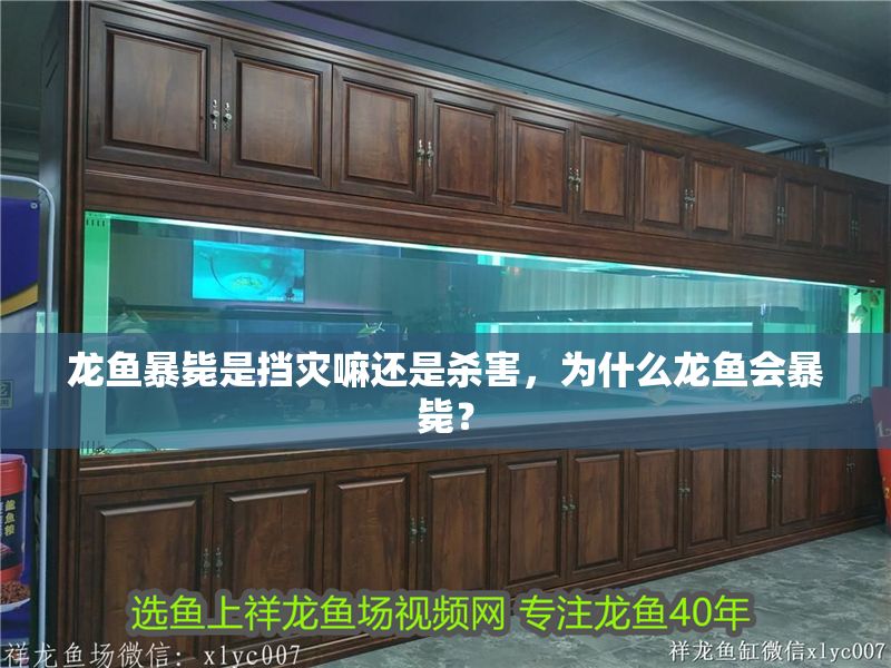 龍魚暴斃是擋災(zāi)嘛還是殺害，為什么龍魚會暴斃？