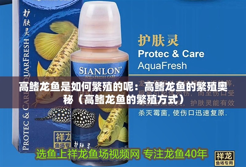 高鰭龍魚是如何繁殖的呢：高鰭龍魚的繁殖奧秘（高鰭龍魚的繁殖方式）